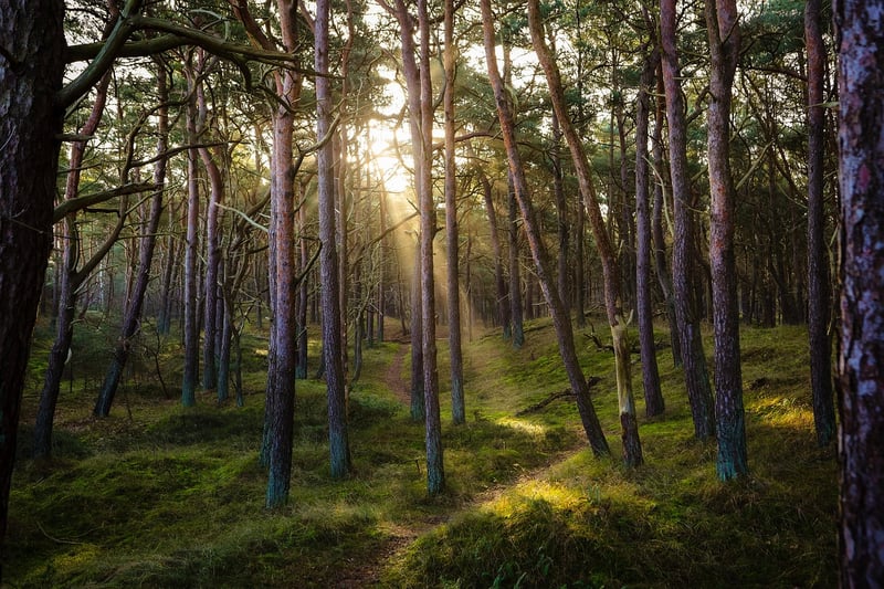 Forest Escape