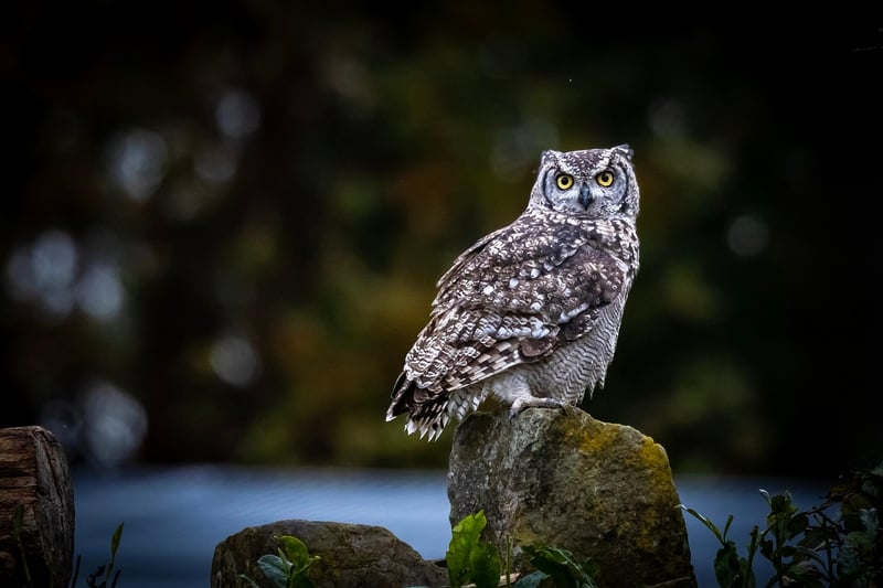 Wildlife Adventure